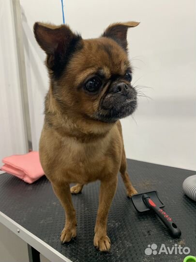 Груминг собак и кошек с выездом