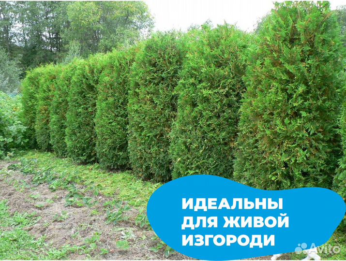 Туя брабант оптом