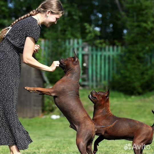 Хендлер, грумер, подготовка к выставке собак