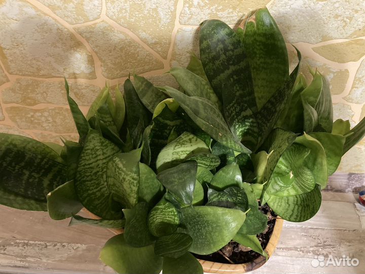 Сансевиерия с горшком