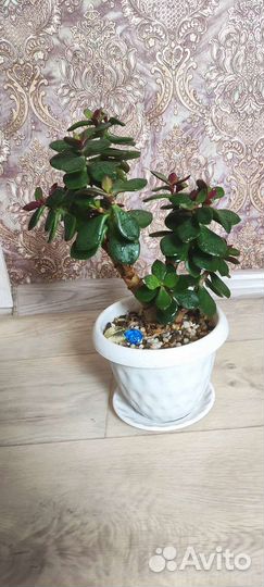 Денежное дерево Толстянка крассула (обликва)