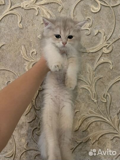 Котята золотая и голубая шиншилла