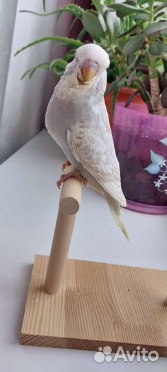 Выставочный волнистый попугай (ввп чех)