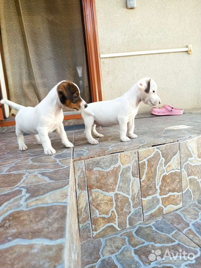 Щенки джек Рассел терьер гладкошерстный