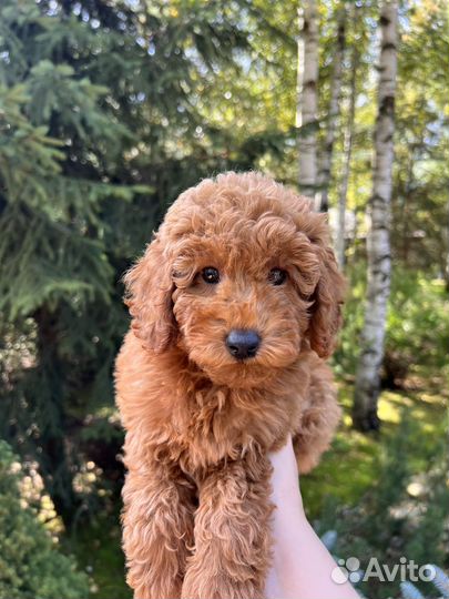 Той-пудель РКФ девочка Редбраун