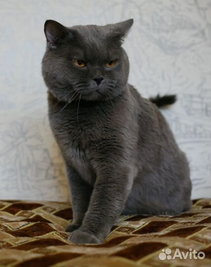 Британский котенок - девочка