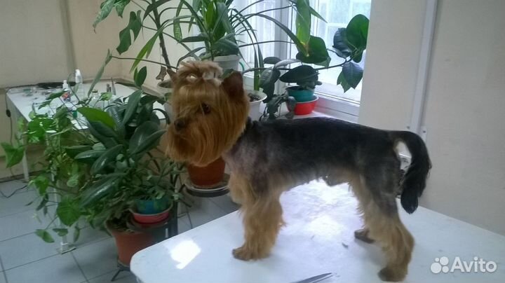 Грумминг собак