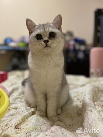 Кошка на вязку