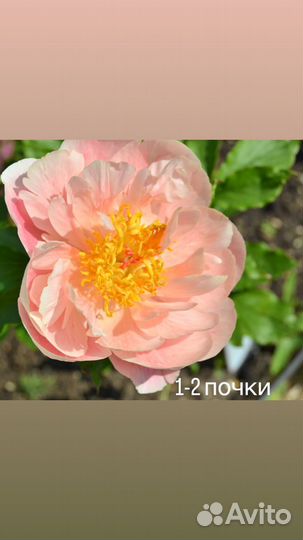 Пион мари гратен 1-2 почки