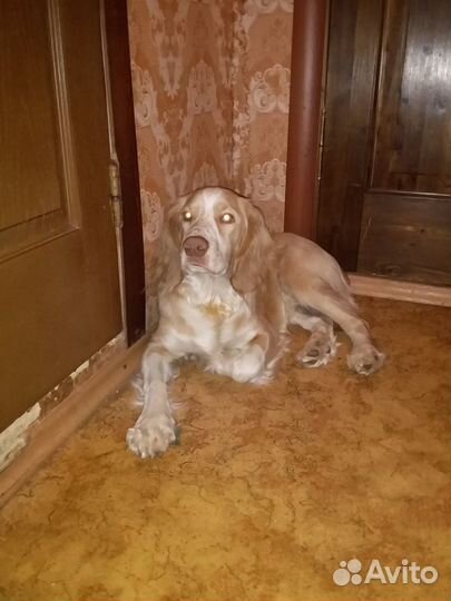 Русский охотничий спаниель для вязки, 4 года