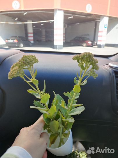 Очиток видный отростки