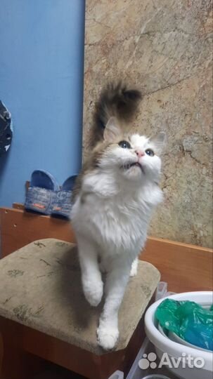 Найдена кошка