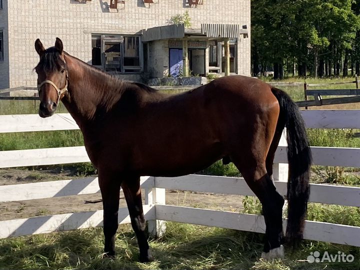 Продажа коня