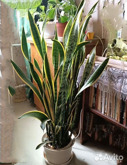 Сансевиерия Лауренти