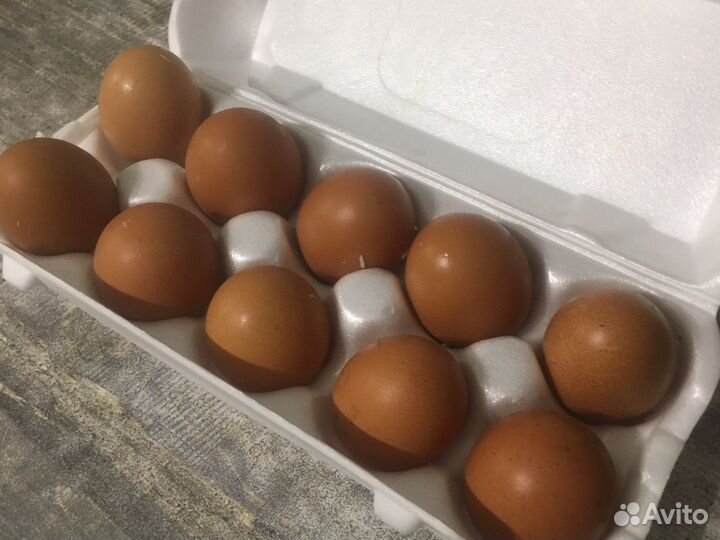 Яйцо домашнее