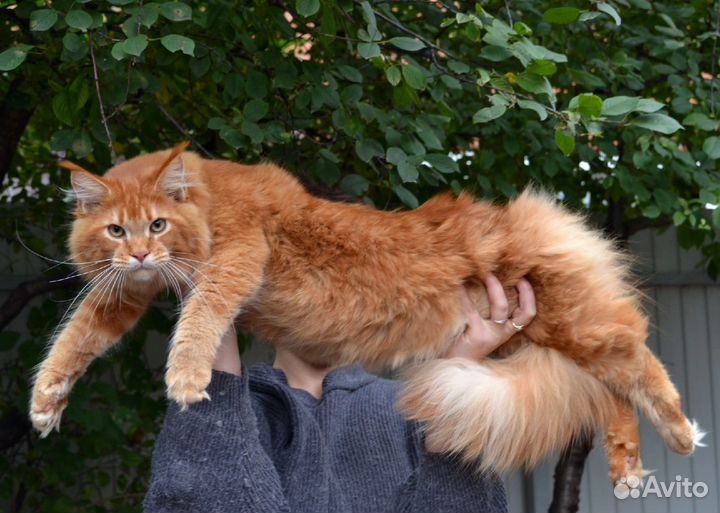 Кот мейн-кун вязка