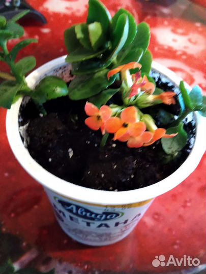 Комнатные цветы каланхоэ