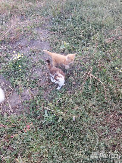 Котята мейн-кун