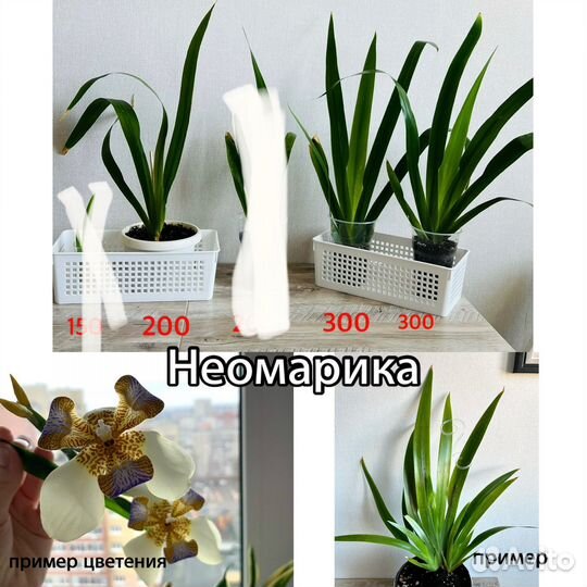 Комнатные растения