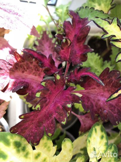 Колеусы вегетативные