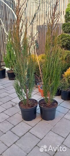 Можжевельник