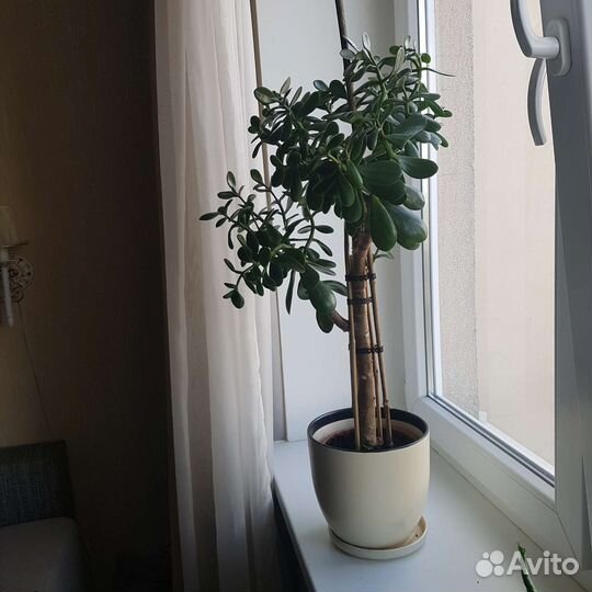 Растения для офиса