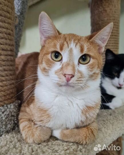 Кошка в дар бесплатно