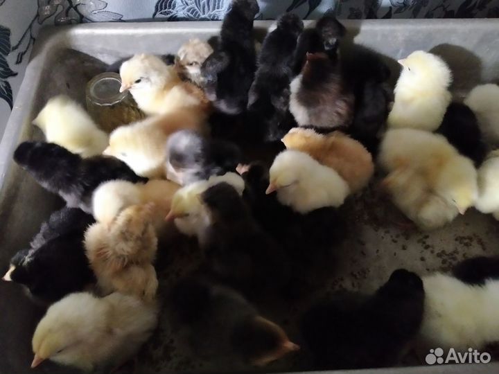 Цыплята