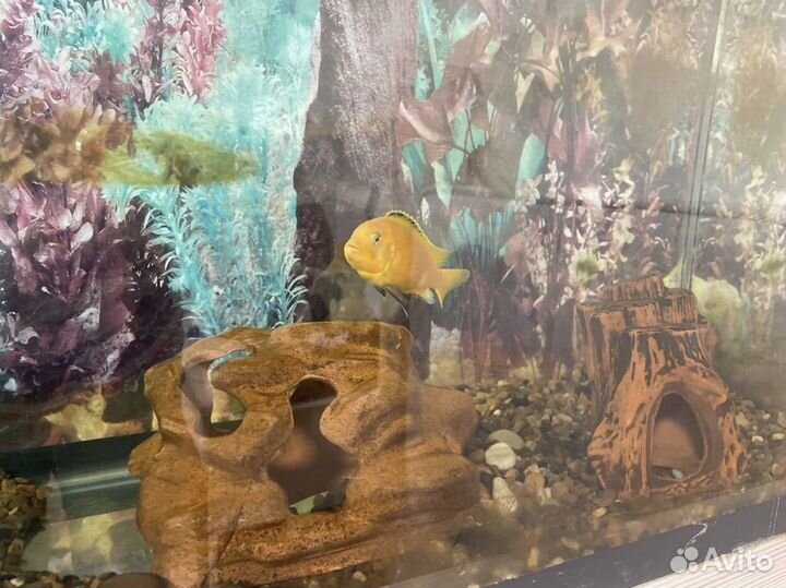 Аквариум+наполнение аквариума