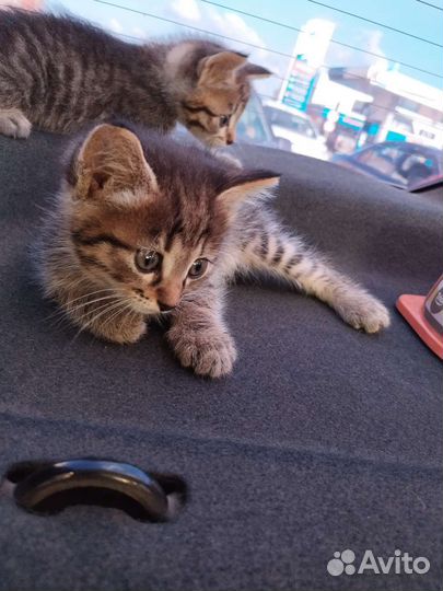 Котенок ищет дом