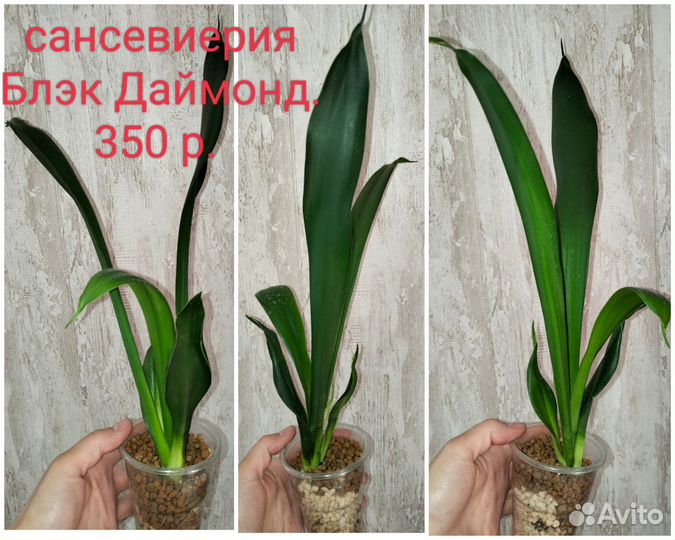Сансевиерии сортовые