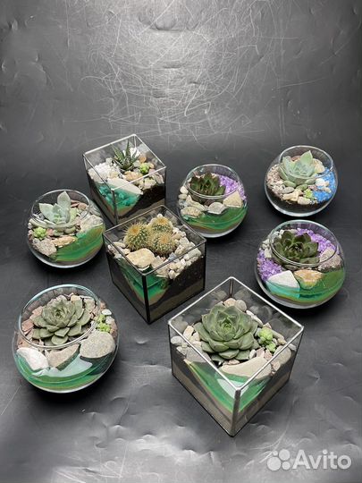 Флорариум подарок коллегам