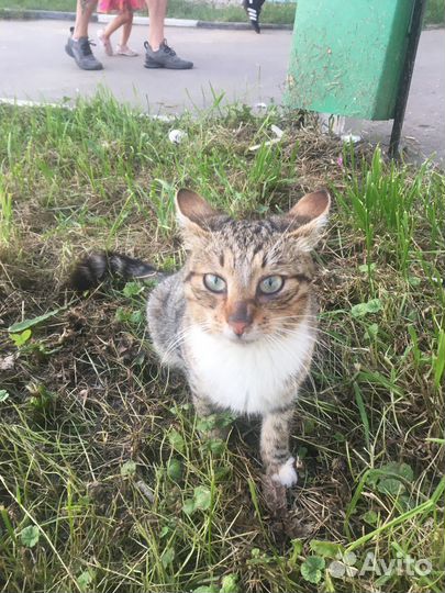 Преданный молодой котик ищет дом