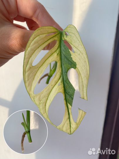 Монстера Альба & Адансона & Стандлейана