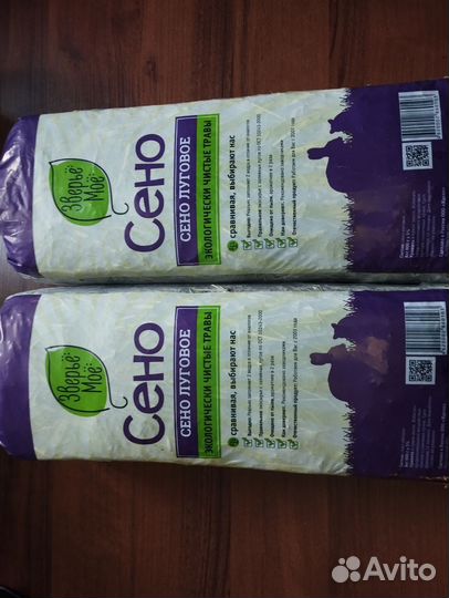 Сирийский хомяк бесплатно