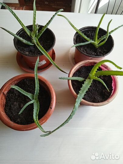 Алоэ столетник