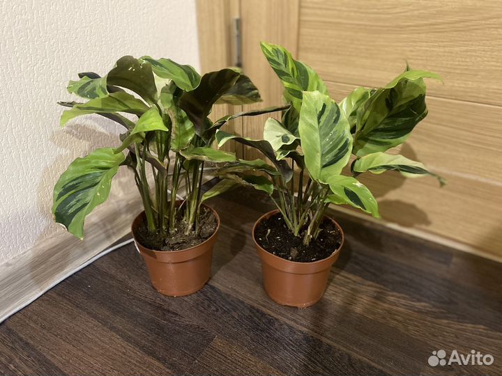 Калатея еллоу fusion