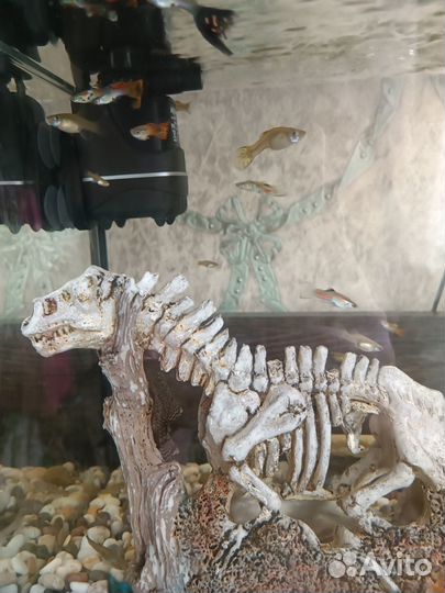 Аквариумные рыбки гуппи