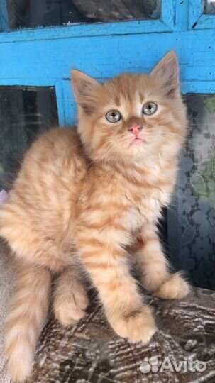 Котика отдам