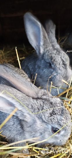 Кролики породы фландр