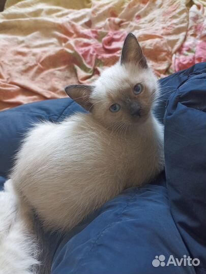 Отдам котят в добрые руки