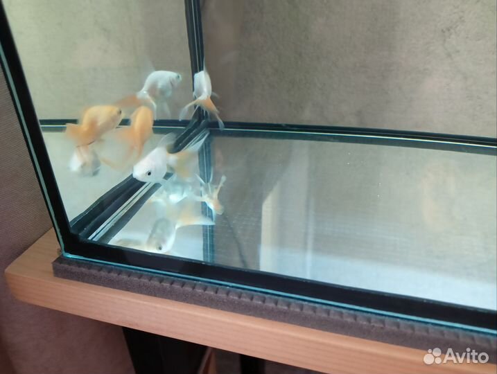 Аквариумные рыбки