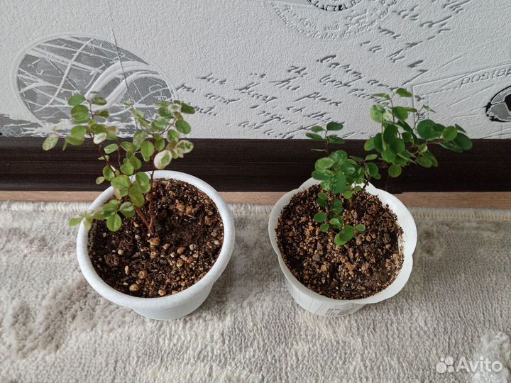 Брейния снежная