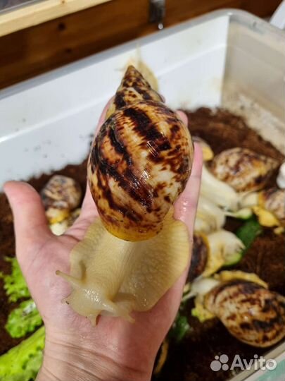 Ахатина ретикулята альбино