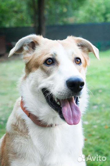 Отличный молодой пес Бимка в дар 1 год