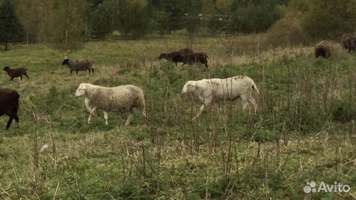 Бараны, овцы и ярки дорпер+Романовка, баранина