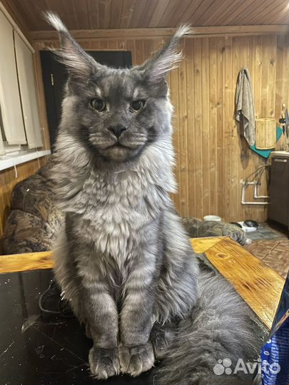 Мейн-кун вязка