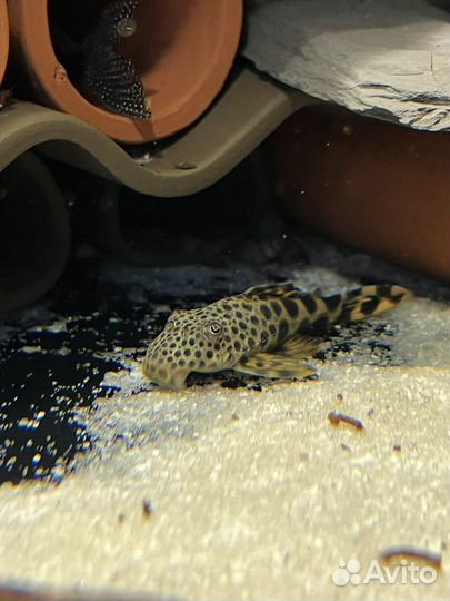 Сомы l 134,046,240,600,239,184