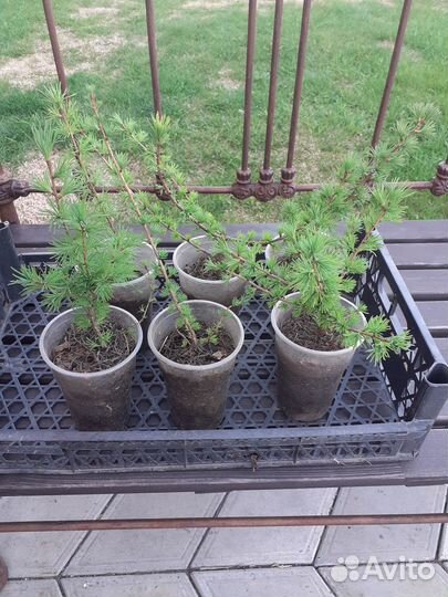 Лиственница Сибирская