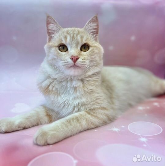 Котик подросток в добрые руки
